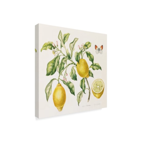 Janneke Brinkman-Salentijn 'Lemon Bouquet' Canvas Art,14x14